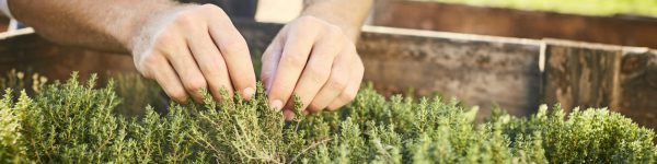 Close-up of hands harvesting herbs from crate. Plants growing in box at garden. Man is at organic farm.